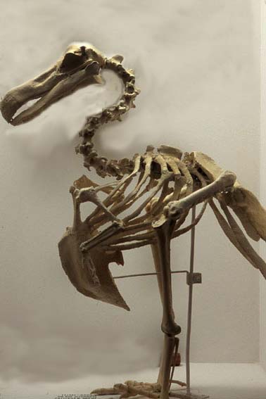 dodoskeleton[1].JPG
